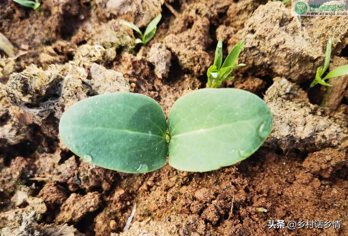 苦瓜种子怎样才能发芽快（丝瓜和苦瓜的催芽方法） 绿植养护 第2张