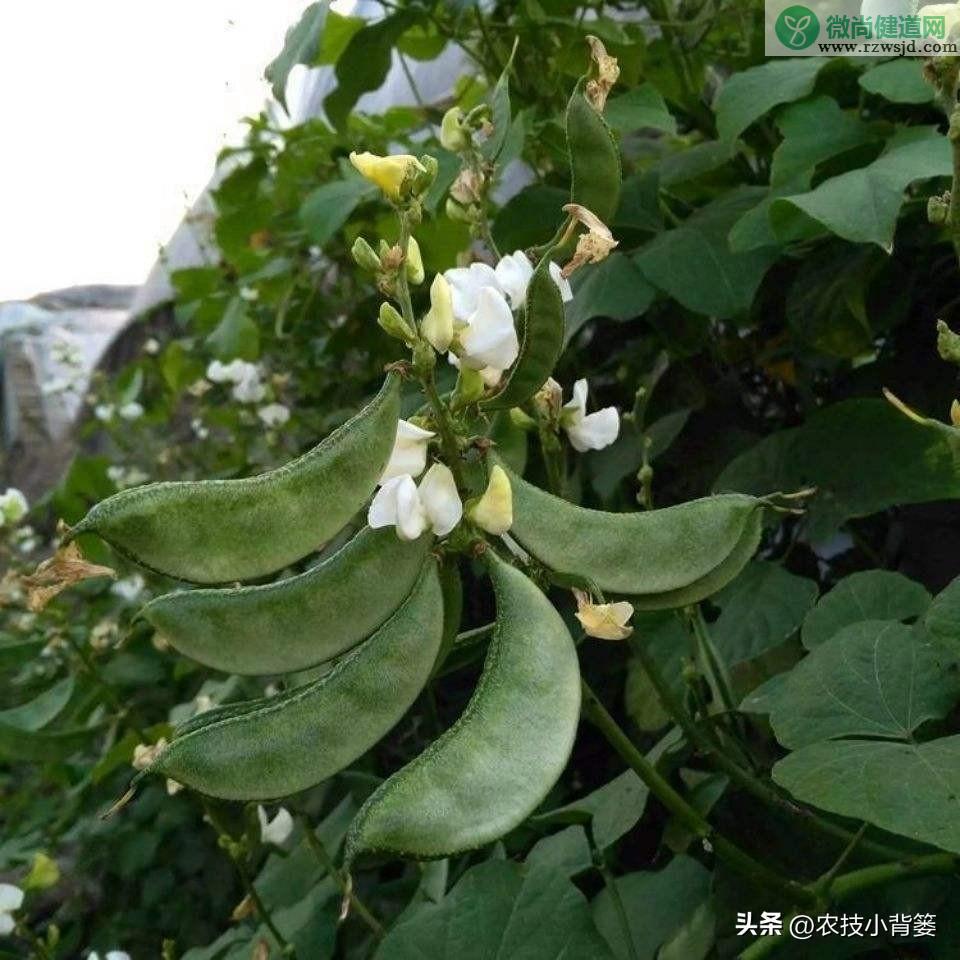 扁豆的种植时间和种植方法（扁豆栽培技术与管理大全） 绿植养护 第18张