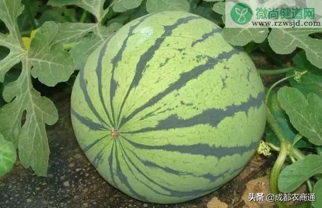 西瓜的种植方法和管理技术 绿植养护 第11张