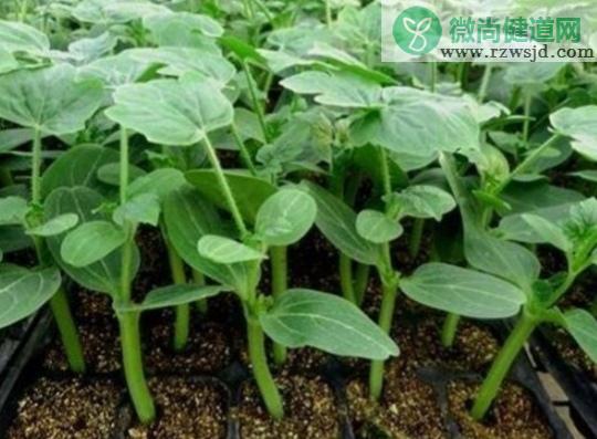 西瓜种植技术与管理方法（附详细栽培技术要点） 绿植养护 第3张
