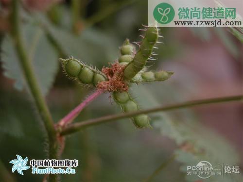 含羞草怎么留种子，含羞草自己留种的种植方法 绿植养护 第5张