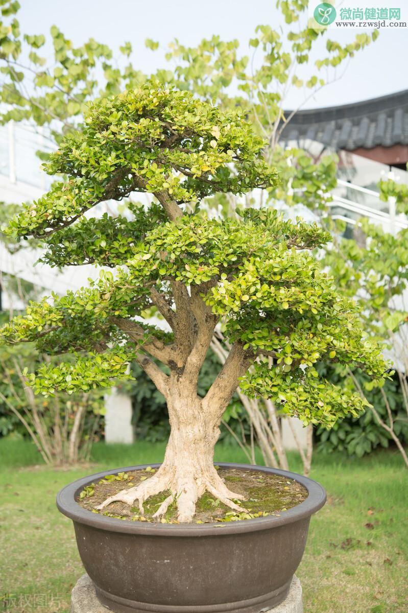 盘点庭院十大吉祥之树（家里种这10种树风水最好） 植物百科 第15张