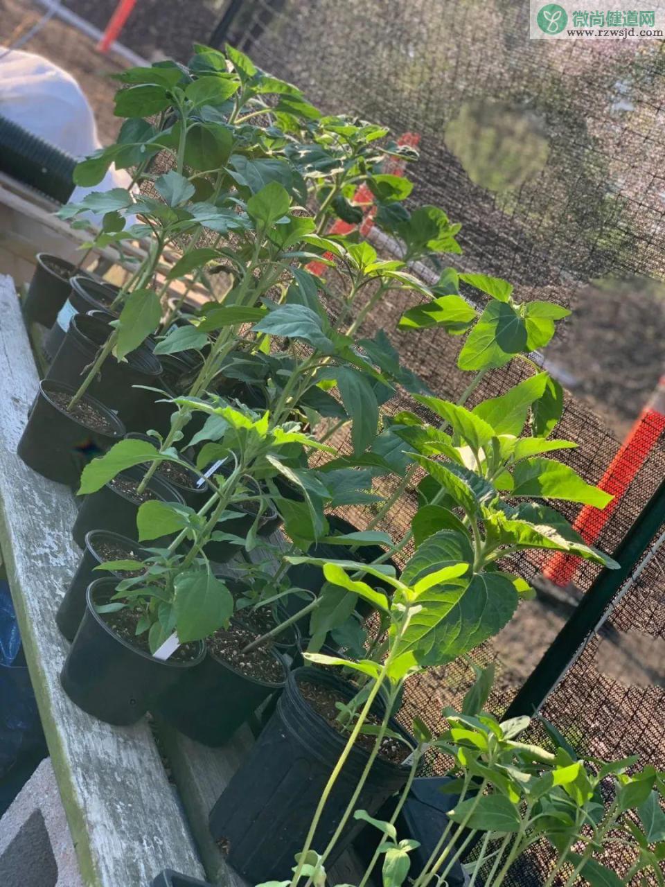 为什么向日葵总是向着太阳呢（向日葵总是面向太阳的原因） 植物百科 第3张