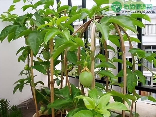 百香果种植技术与管理方法（盆栽百香果怎么种植） 绿植养护 第4张