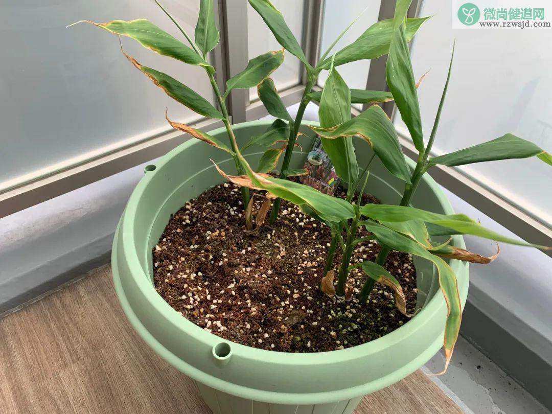 生姜的种植方法及栽培技术（盆栽生姜怎么种） 绿植养护 第12张