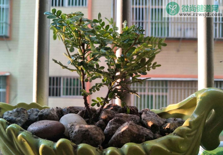 家里养清香木风水上好不好 植物百科 第2张