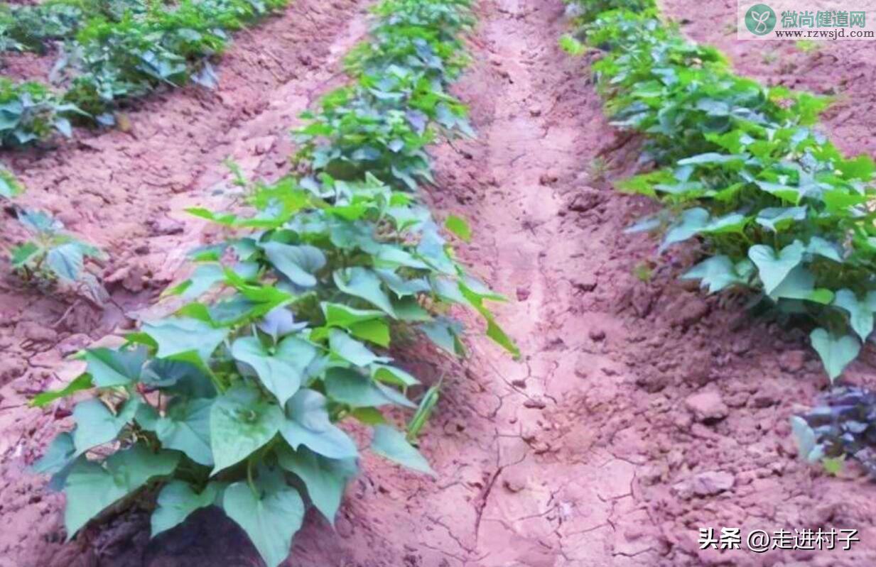地瓜种植时间方法及管理（红薯怎么种植） 绿植养护 第6张