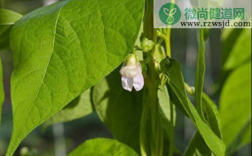 菜豆树的养殖方法（菜豆树种植注意事项） 绿植养护 第3张