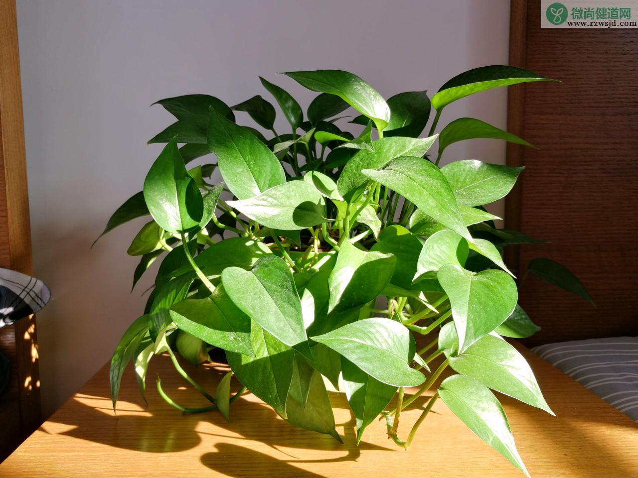 不用晒太阳的室内植物（喜阴的室内植物花卉有哪些） 植物百科 第1张