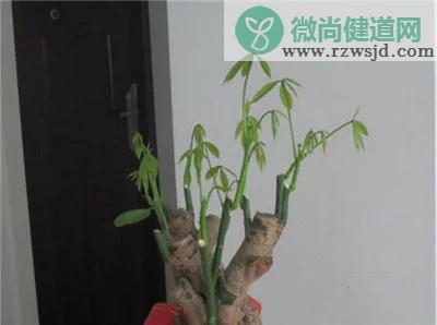 发财树怎么剪枝（发财树的修剪方法详细步骤图解） 绿植养护 第5张