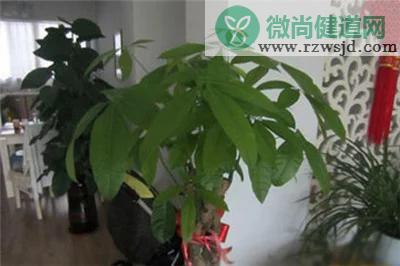 发财树怎么剪枝（发财树的修剪方法详细步骤图解） 绿植养护 第6张