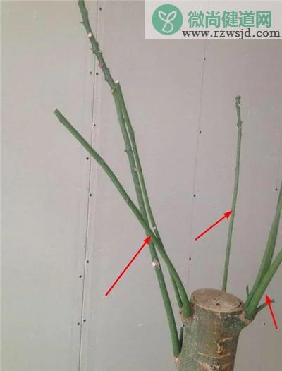 发财树怎么剪枝（发财树的修剪方法详细步骤图解） 绿植养护 第4张