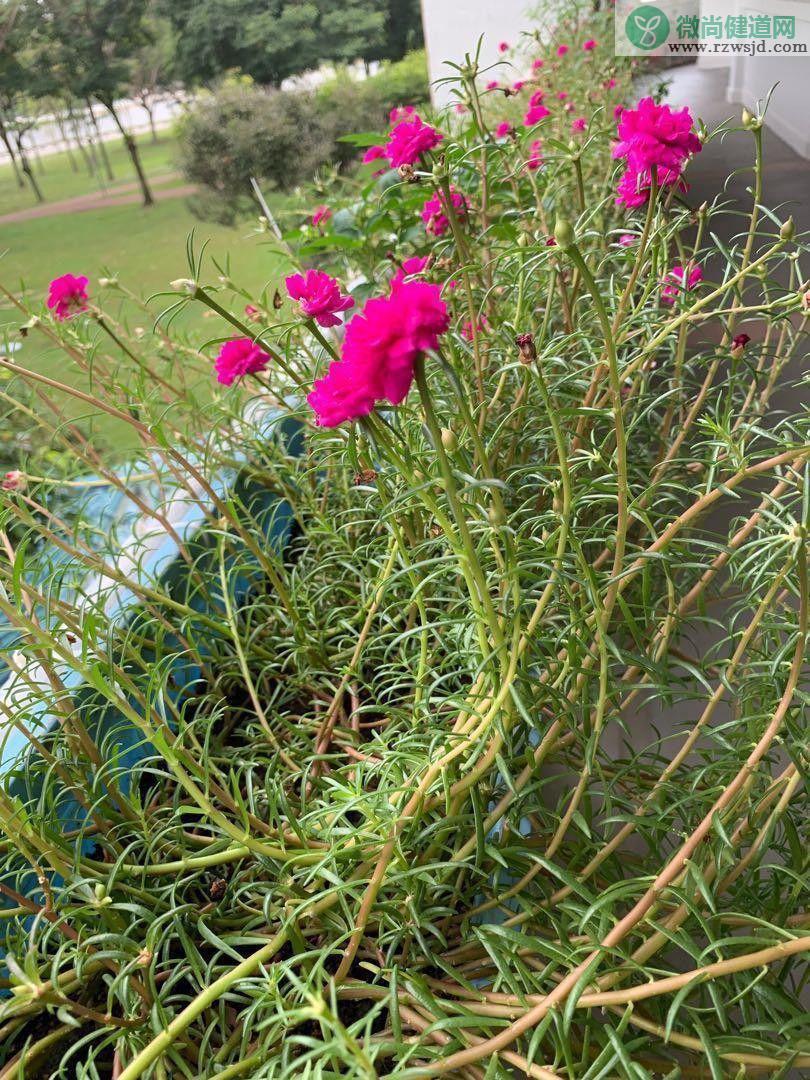 太阳花是不是向日葵（太阳花和向日葵是同一种植物吗） 植物百科 第3张