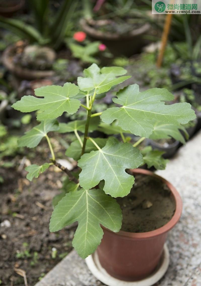 无花果种植时间和方法及日常管理注意事项 绿植养护 第3张