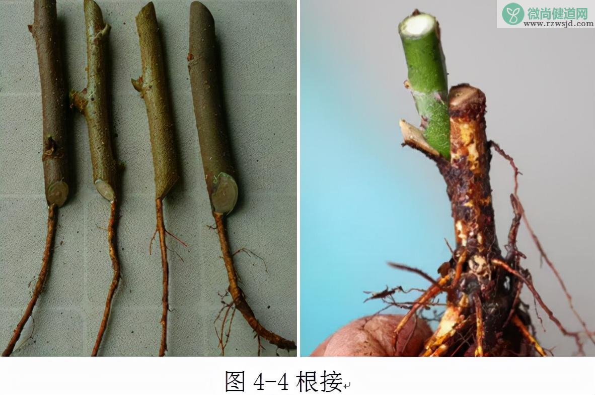 嫁接树苗的方法和技术（带你轻松玩转嫁接） 绿植养护 第4张