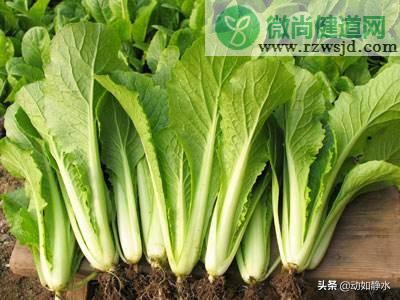 小白菜种植方法和时间（小白菜