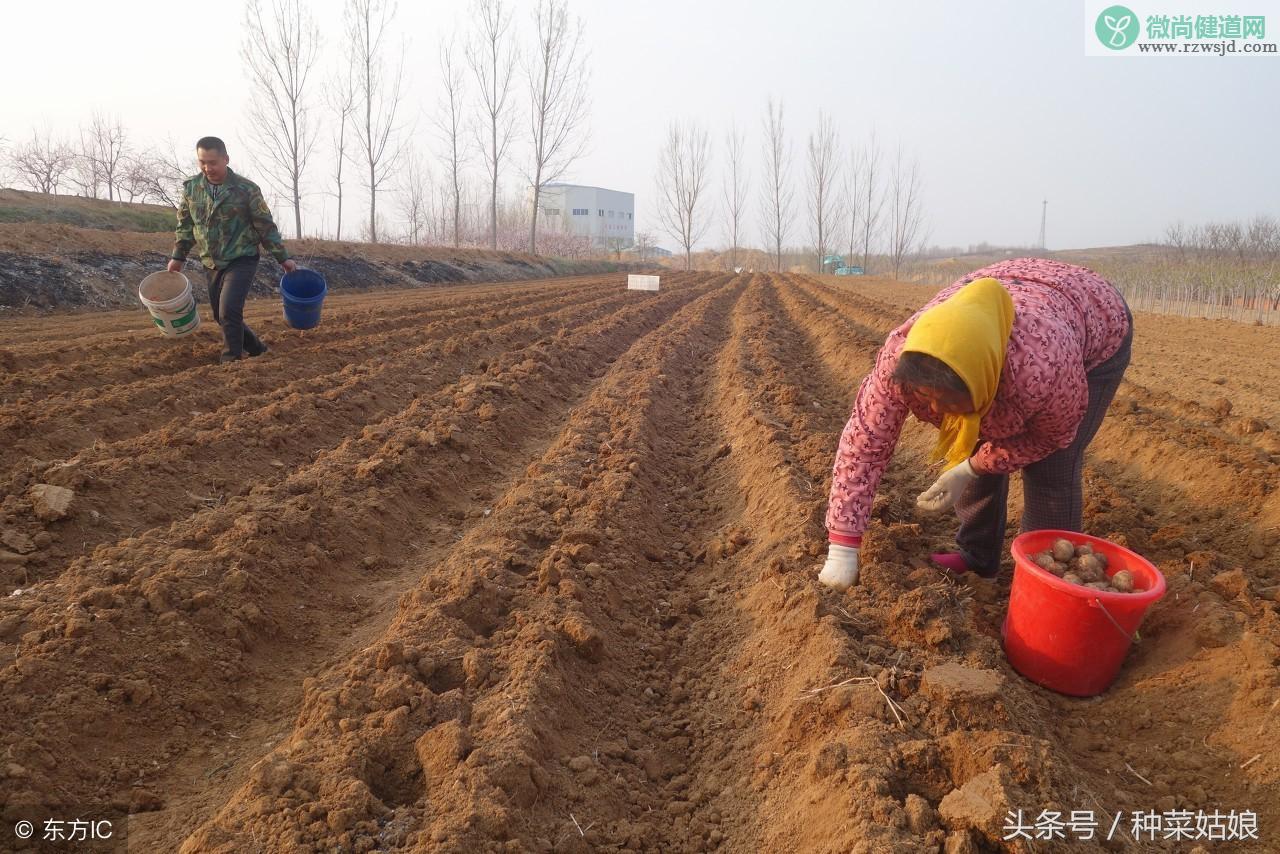 芋头怎么种植（芋头种植时间和方法） 绿植养护 第4张