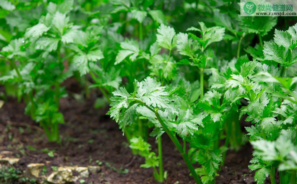 芹菜种植方法步骤（芹菜种植技