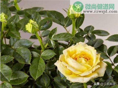 玫瑰什么季节开花，不同颜色玫瑰花寓意 植物百科 第3张