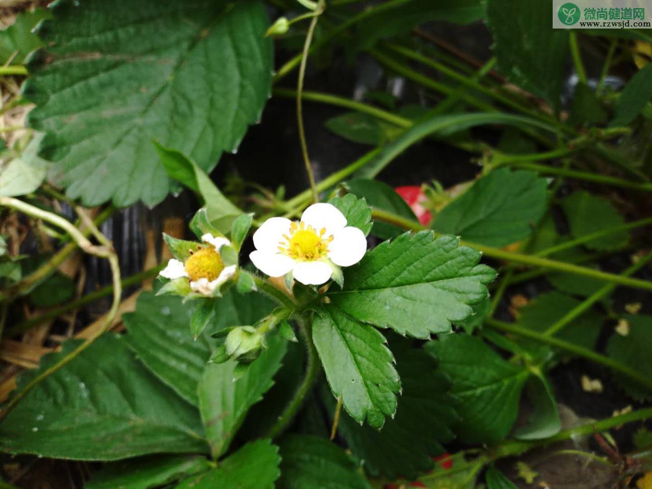 四季草莓的种植方法和技术 绿植养护 第2张