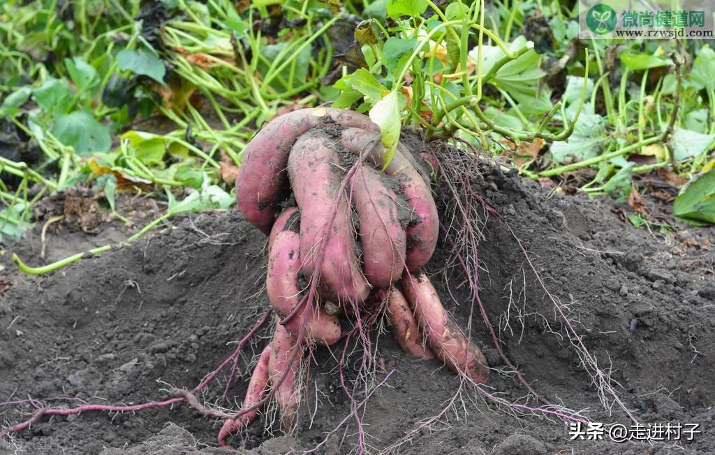 地瓜种植时间方法及管理（红薯