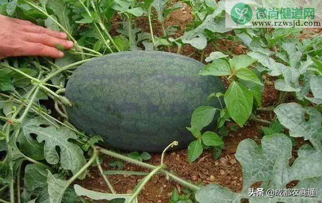 西瓜的种植方法和管理技术 绿植养护 第8张