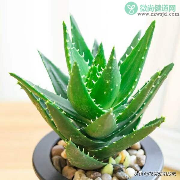 芦荟开花了是怎么回事（芦荟开花预示着什么好兆头） 绿植养护 第1张