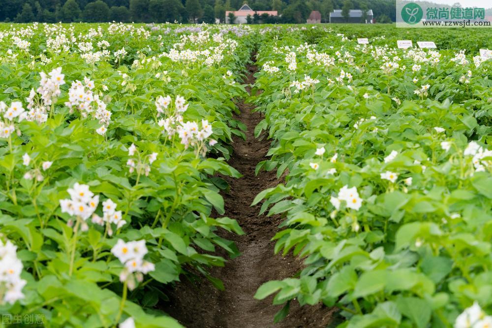 马铃薯种植时间和方法（条件及技术要点） 绿植养护 第4张