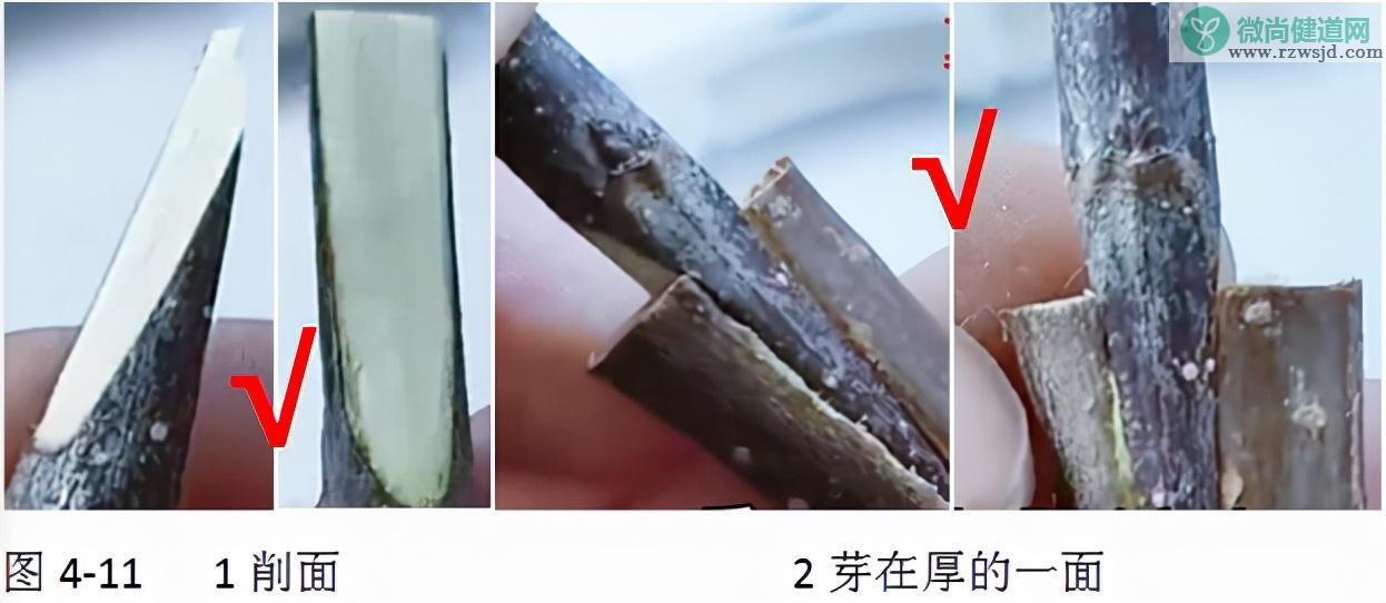 嫁接树苗的方法和技术（带你轻松玩转嫁接） 绿植养护 第11张