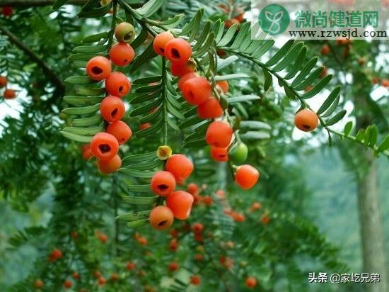 红豆杉叶子发黄干枯怎么回事（8种原因和应对方法） 绿植养护 第5张