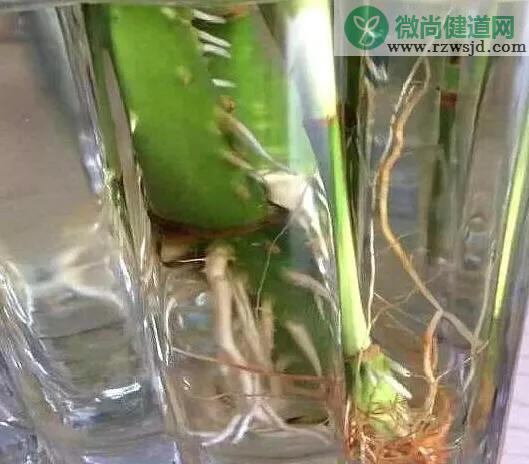 富贵竹多久换一次水（富贵竹换水要注意什么） 绿植养护 第3张