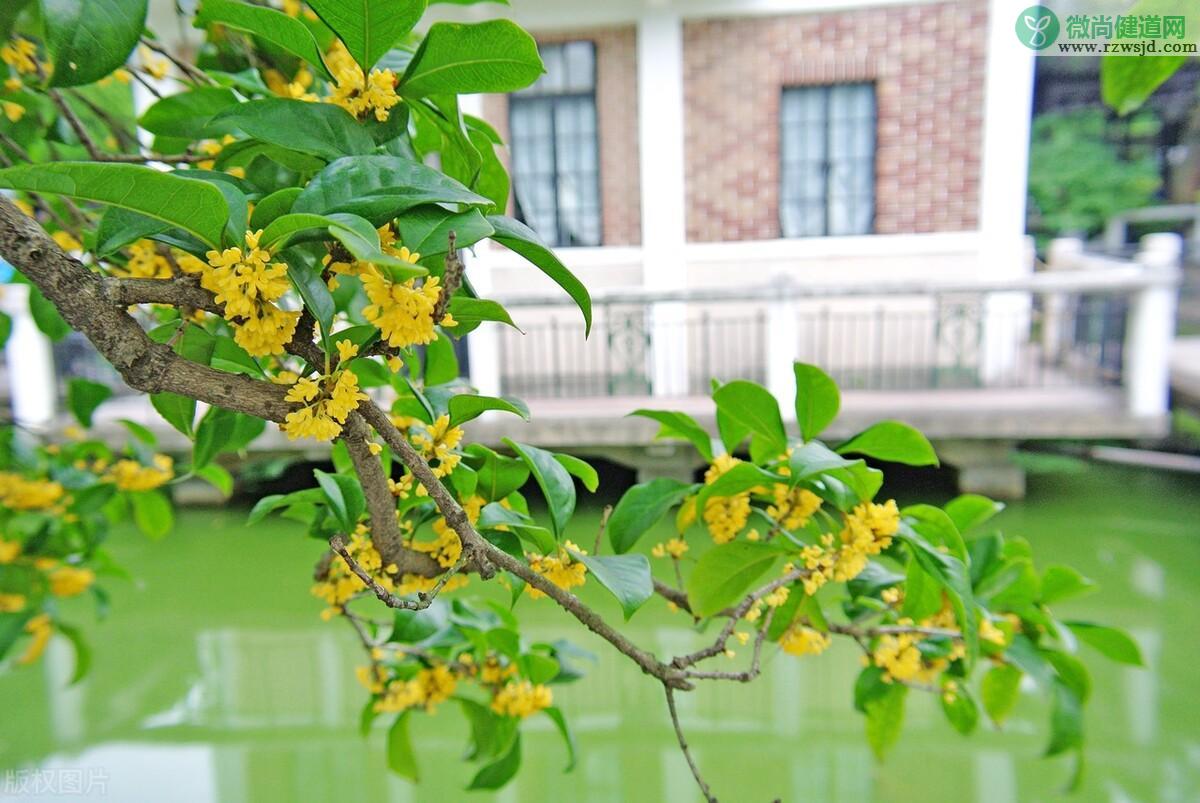 盘点庭院十大吉祥之树（家里种这10种树风水最好） 植物百科 第19张