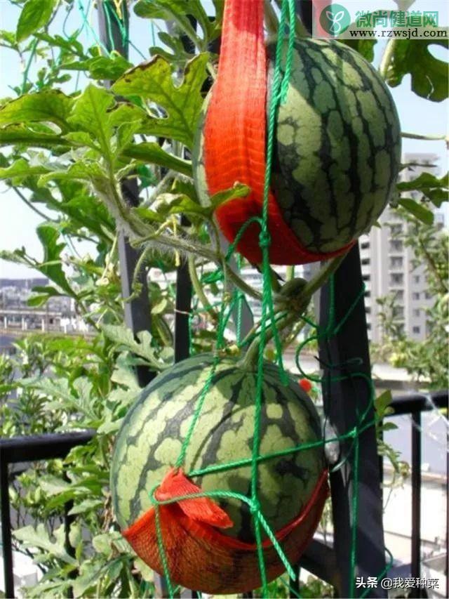 阳台西瓜的种植方法和管理（阳