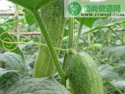 黄瓜什么时候播种最好（黄瓜种植方法和时间） 绿植养护 第2张