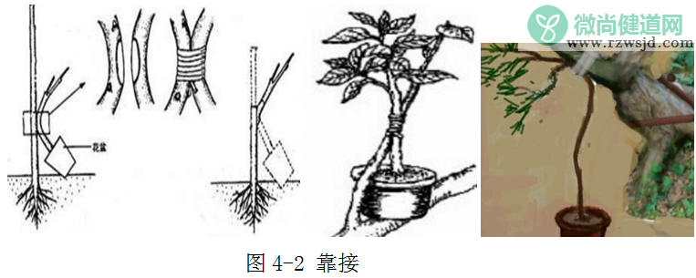 嫁接树苗的方法和技术（带你轻松玩转嫁接） 绿植养护 第3张