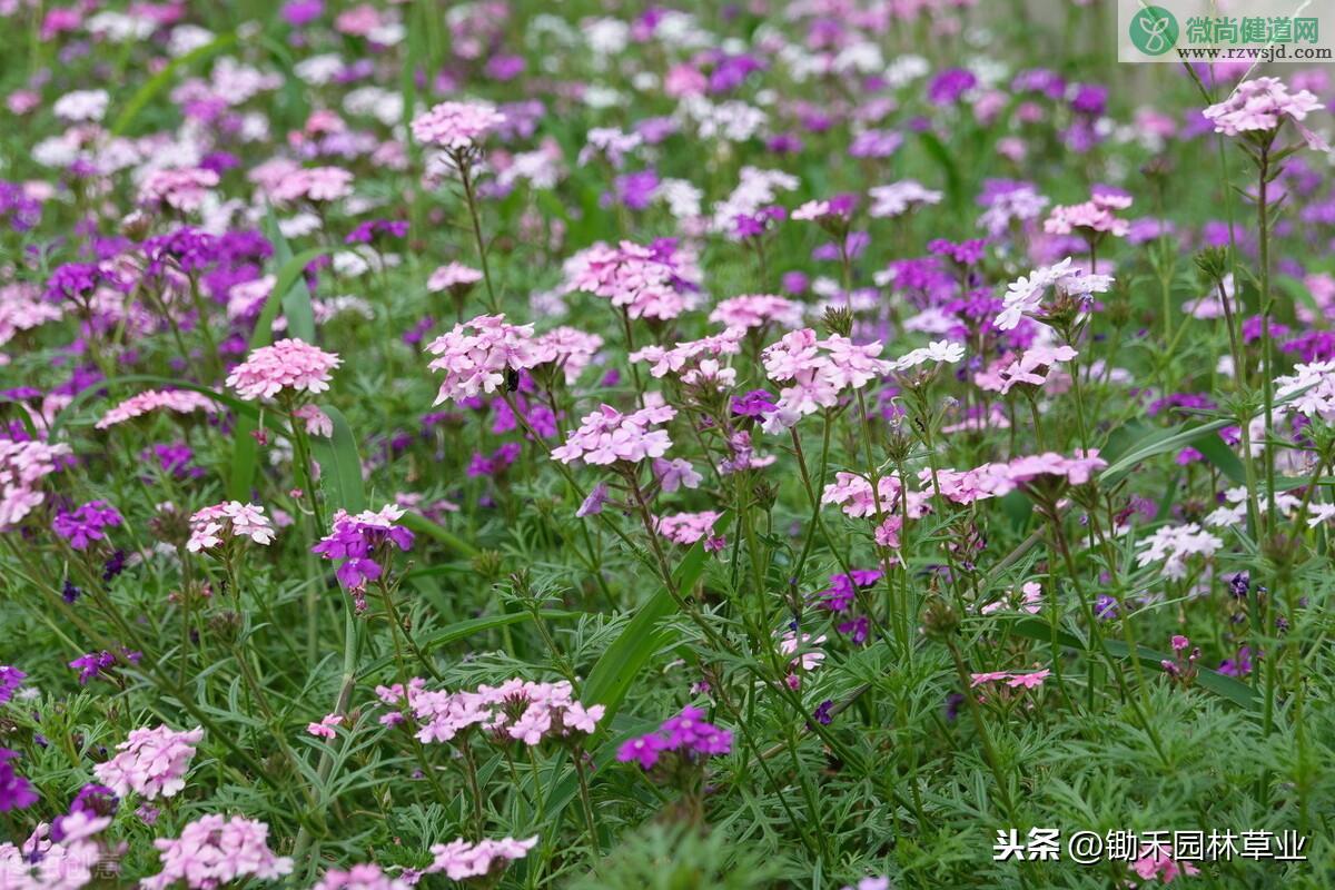 美女樱种子的种植方法和时间（美女樱种植技术要点） 养花知识 第3张