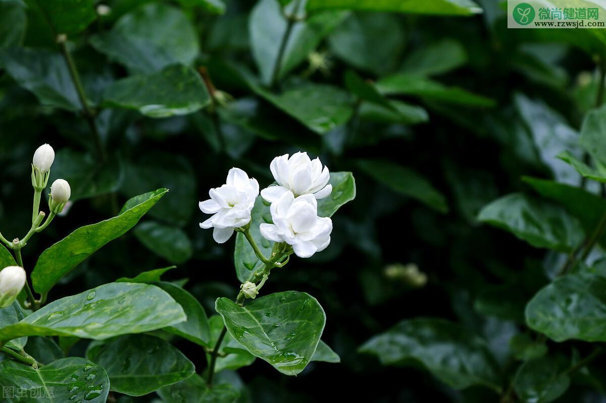 茉莉花适合在室内养吗（室内养茉莉花注意事项） 养花知识 第2张