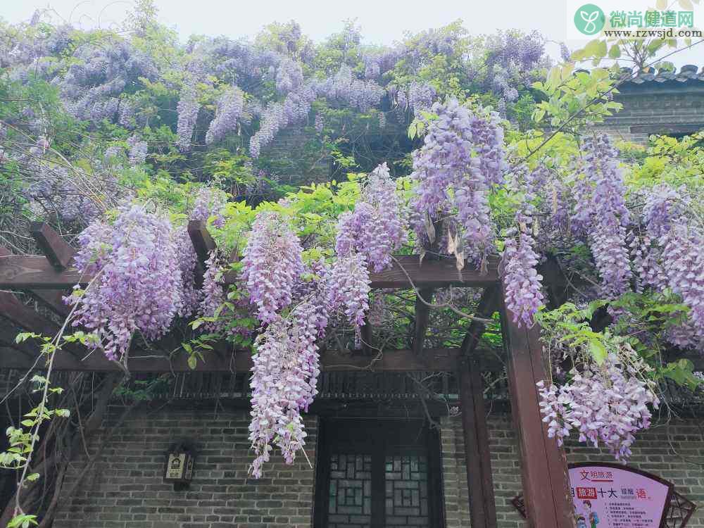 紫藤花期是几月到几月（紫藤花