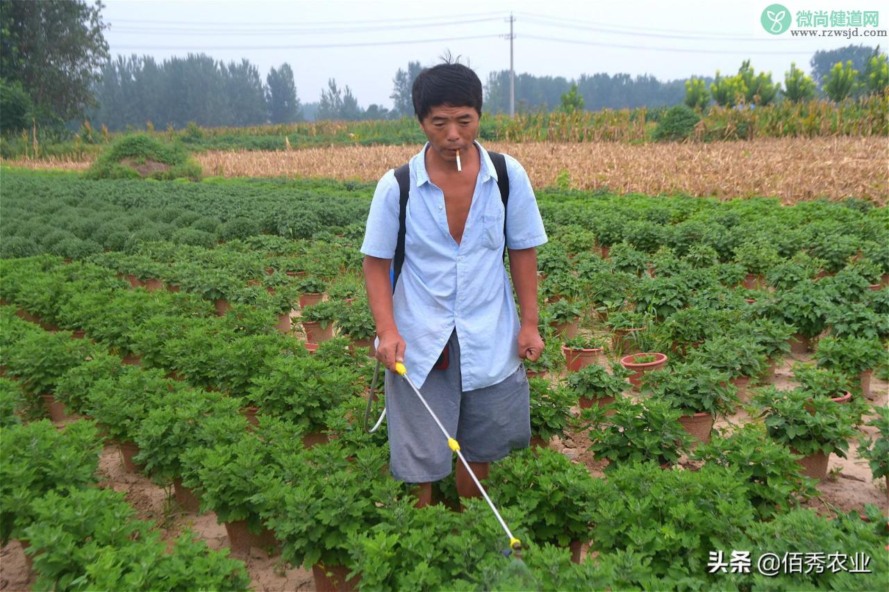 菊花叶子发黄干枯咋回事（分享3种有效防治技巧） 养花知识 第5张