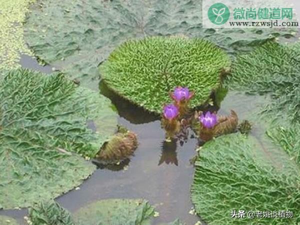 莲花荷花一样吗（荷花和莲花有什么区别） 养花知识 第2张