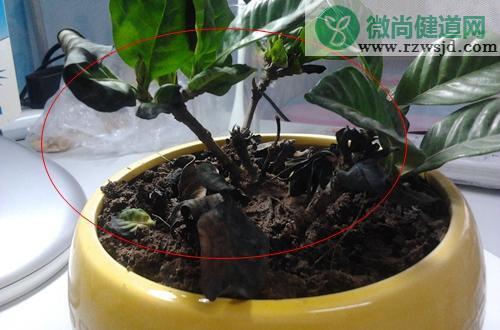 栀子花叶子发黑是什么原因，如何救治？ 养花知识 第3张