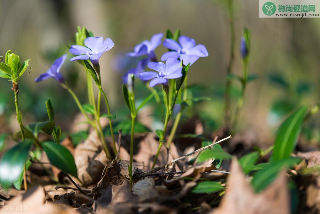 长春花有毒吗家里养可以吗