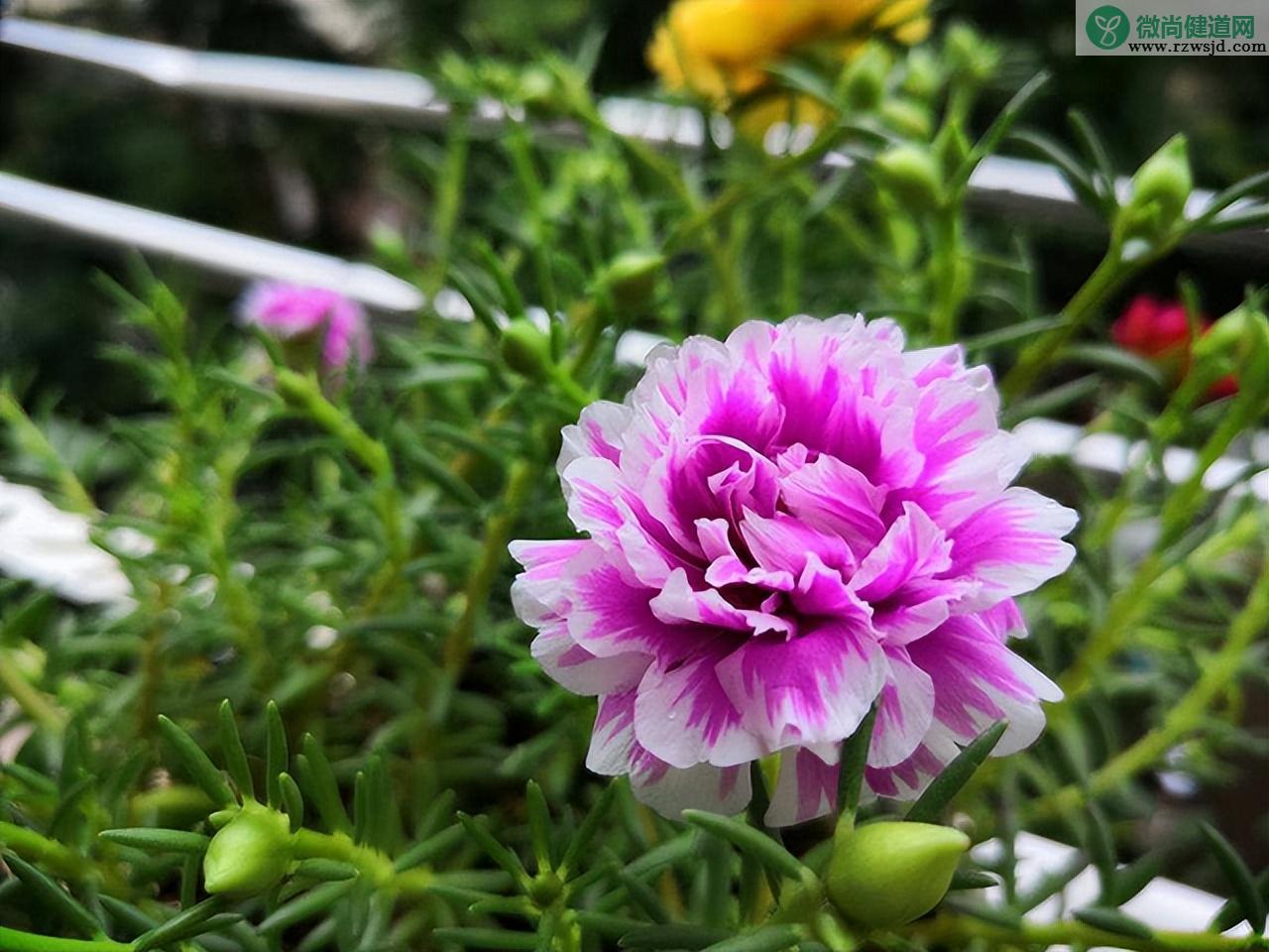 夏天养什么花比较好（夏天高温适合养的9种花强烈推荐） 养花知识 第12张