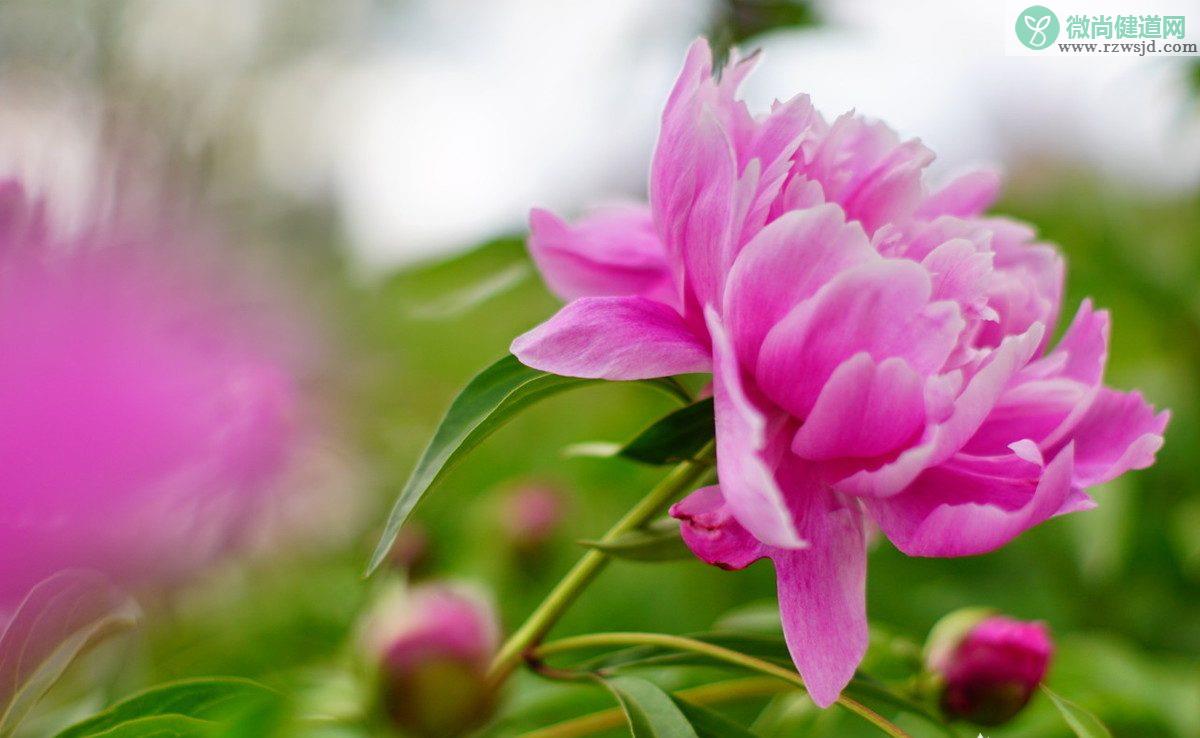 芍药花什么时候种植最好，芍药