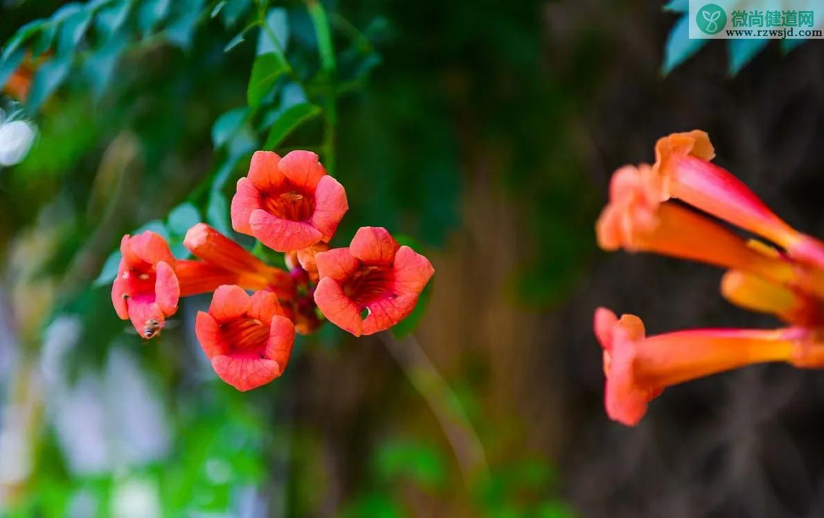 凌霄花有毒吗