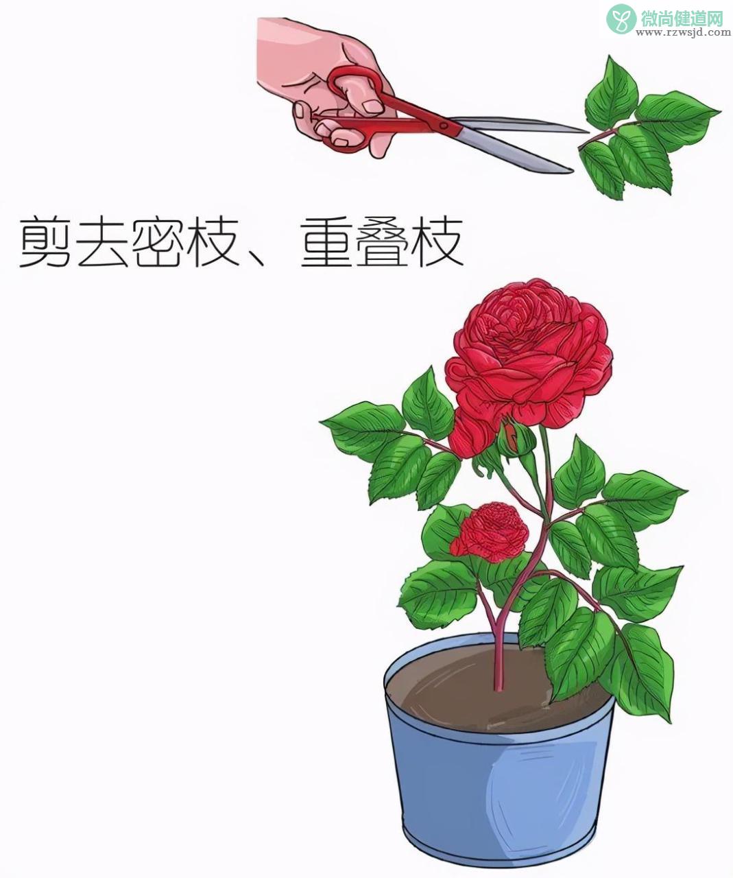 盆栽玫瑰花养殖方法 （盆栽玫瑰栽培步骤和浇水要领） 养花知识 第6张
