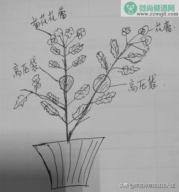 菊花夏天怎么养护（菊花夏季养护要点和注意事项） 养花知识 第7张