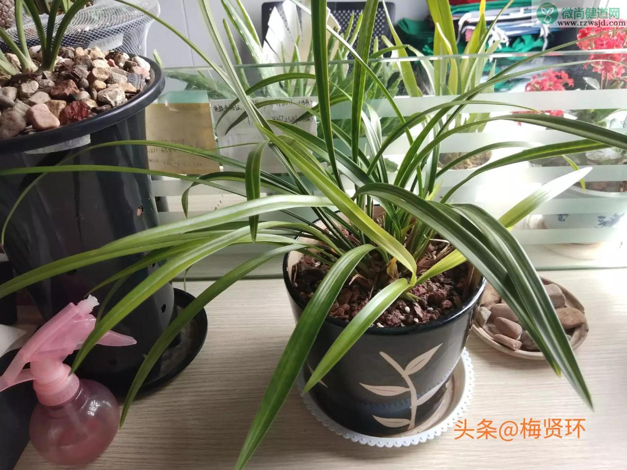 兰花换盆时间和方法（兰花几年换盆合适，换盆有什么好处） 养花知识 第2张