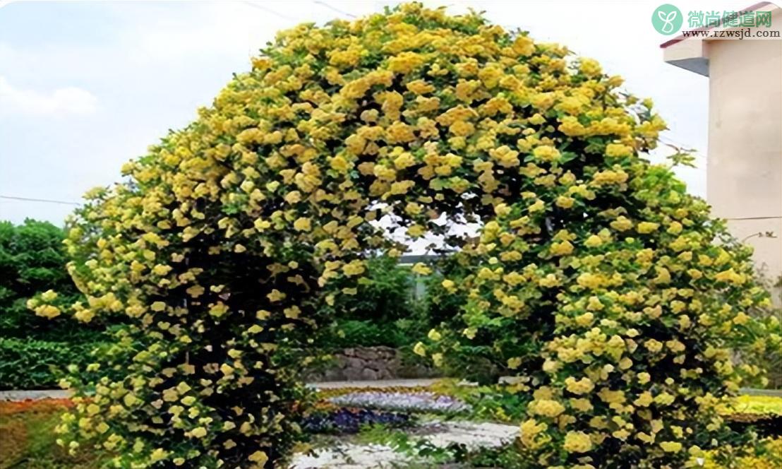 院子里种木香风水好吗如何养（木香花的种植养护方法） 养花知识 第3张