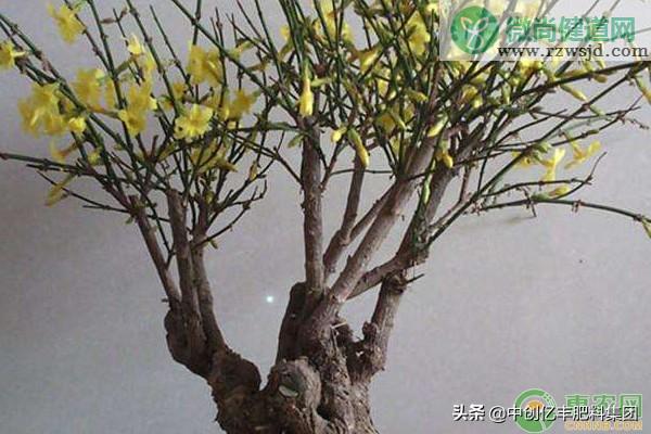 迎春花几月开花（迎春花怎样延长花期） 养花知识 第3张